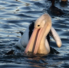 Pelican